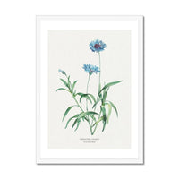 Kornblumen-Blumenmalerei | Vintage Blumendruck | Botanische Kunst ‚Äì gerahmte Wandkunst