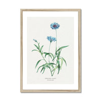 Cornflower Floral Painting | Vintage Flower Print | Botanical Art - Framed Wall Art 