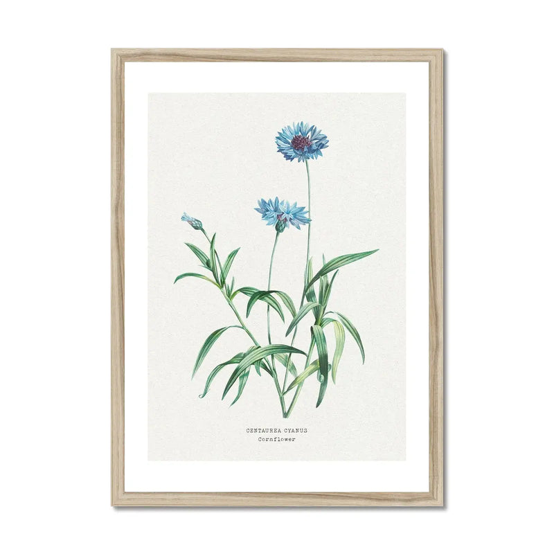 Cornflower Floral Painting | Vintage Flower Print | Botanical Art - Framed Wall Art 