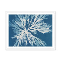 Cyan Algae: Vintage Seaweed Print - Framed Print - Beach House Art