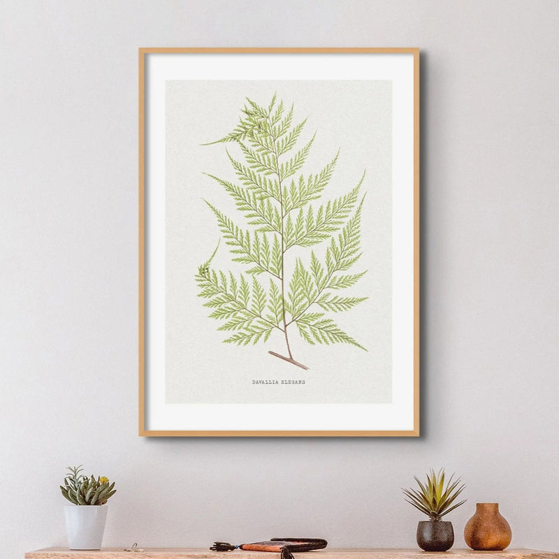 Davallia Elegans | Fern Print | Botanical Art - Framed Fern Wall Art