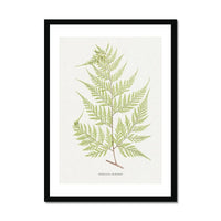 Davallia Elegans | Fern Print | Botanical Art - Framed Fern Wall Art