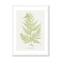 Davallia Elegans | Fern Print | Botanical Art - Framed Fern Wall Art
