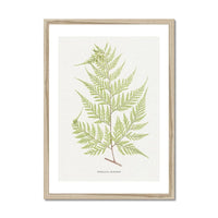 Davallia Elegans | Fern Print | Botanical Art - Framed Fern Wall Art