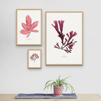 Seaweed Print Wall Art (Dulse) - Unframed - Beach House Art