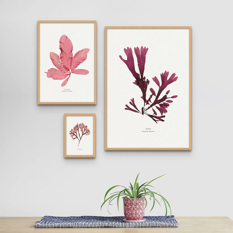 Seaweed Print Wall Art (Dulse) - Unframed - Beach House Art