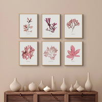 Seaweed Print Wall Art (Dulse) - Unframed - Beach House Art