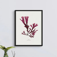 Seaweed Print Wall Art (Dulse) - Framed - Beach House Art
