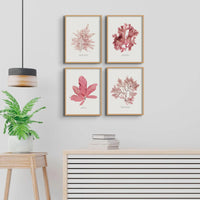 Seaweed Print Wall Art (Fan Weed No1) - Framed - Beach House Art