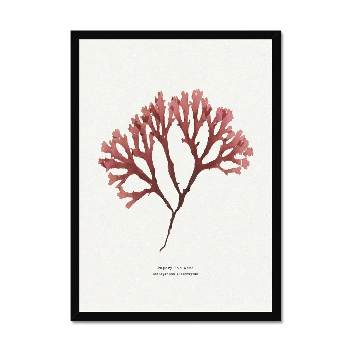 Seaweed Print Wall Art (Fan Weed No2) - Framed - Beach House Art