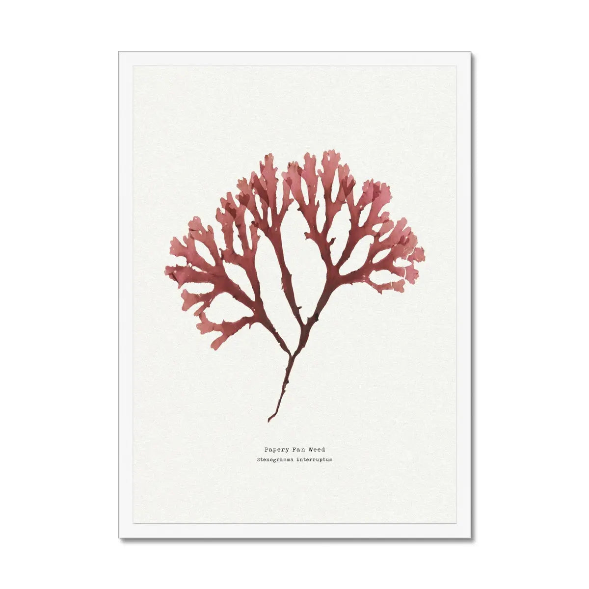 Seaweed Print Wall Art (Fan Weed No2) - Framed - Beach House Art