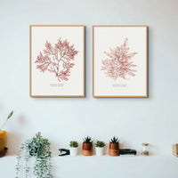 Seaweed Print Wall Art (Fern Weed No2) - Framed - Beach House Art