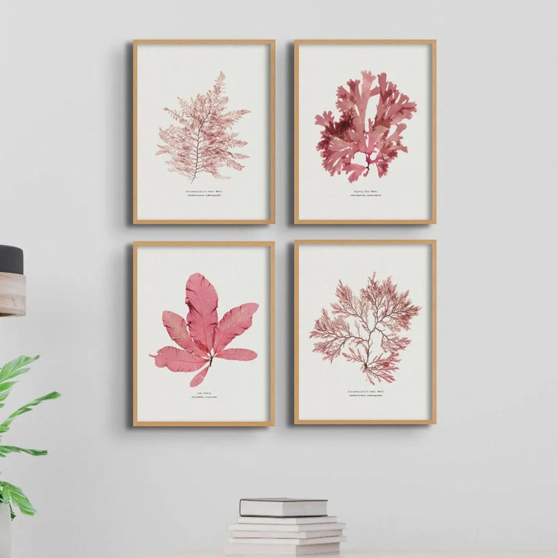 Seaweed Print Wall Art (Fern Weed No2) - Framed - Beach House Art
