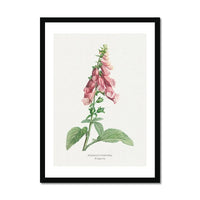 framed foxglove art print - this floral painting is framed in a minimal black wood frame