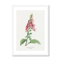 a beautiful vintage flower print of foxgloves in botanical art. It comes framed and would make a lovely addition to any home decor.