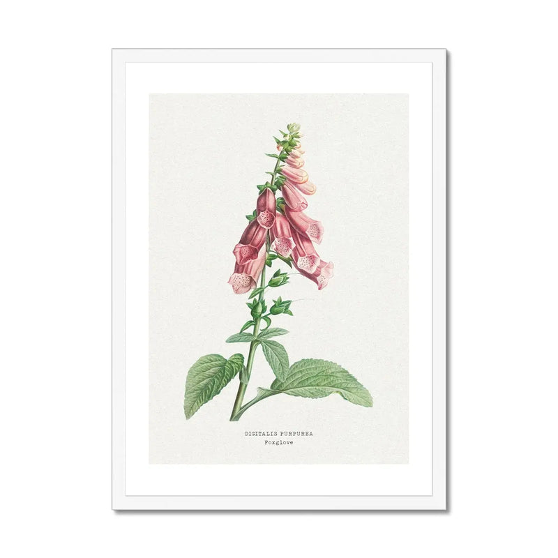 a beautiful vintage flower print of foxgloves in botanical art. It comes framed and would make a lovely addition to any home decor.