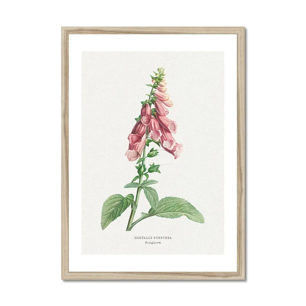 a beautiful vintage flower print of foxgloves in botanical art. It comes framed and would make a lovely addition to any home decor.