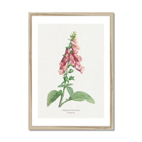 a beautiful vintage flower print of foxgloves in botanical art. It comes framed and would make a lovely addition to any home decor.