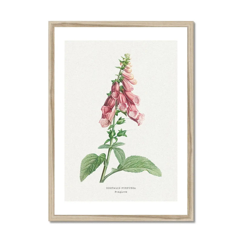 a beautiful vintage flower print of foxgloves in botanical art. It comes framed and would make a lovely addition to any home decor.