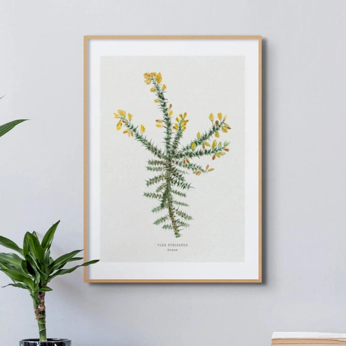 Gorse Painting | Vintage Flower Print | Botanical Art - Framed