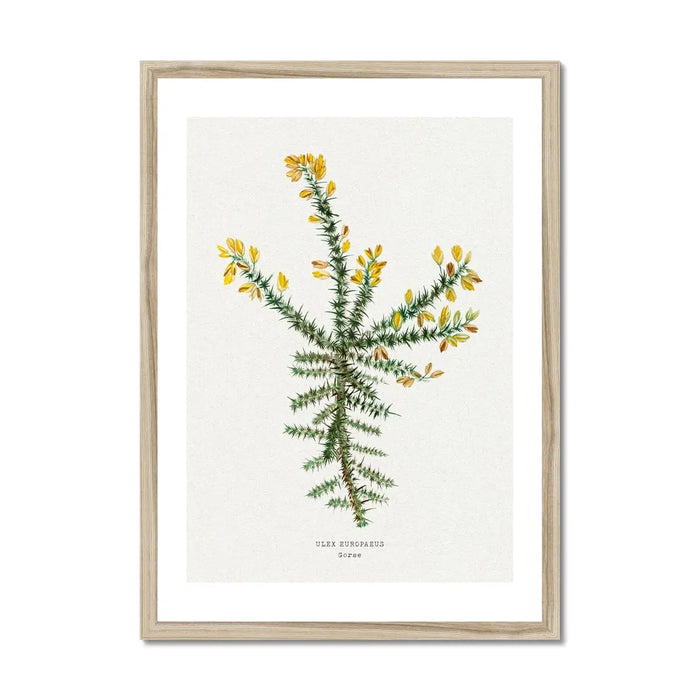 Gorse Painting | Vintage Flower Print | Botanical Art - Framed
