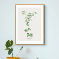 Hemlock | Vintage Flower Print | Botanical Art - Framed