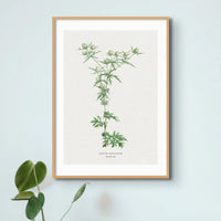 Hemlock | Vintage Flower Print | Botanical Art - Unframed
