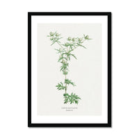 Hemlock | Vintage Flower Print | Botanical Art - Framed