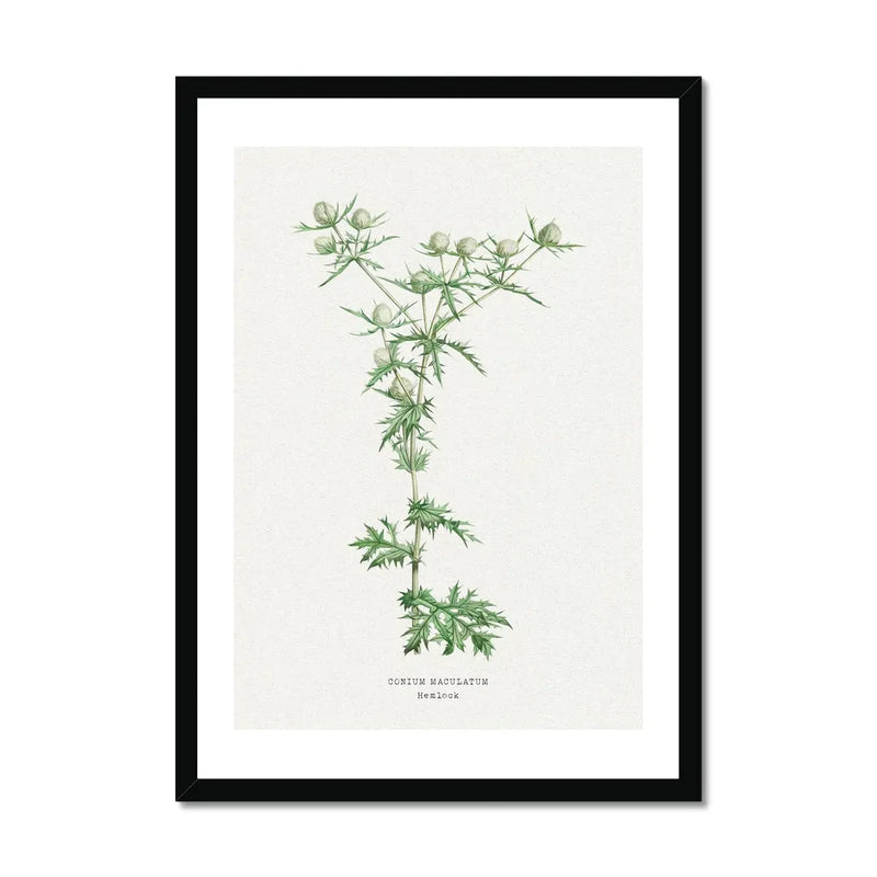 Hemlock | Vintage Flower Print | Botanical Art - Framed