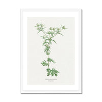 Hemlock | Vintage Flower Print | Botanical Art - Framed