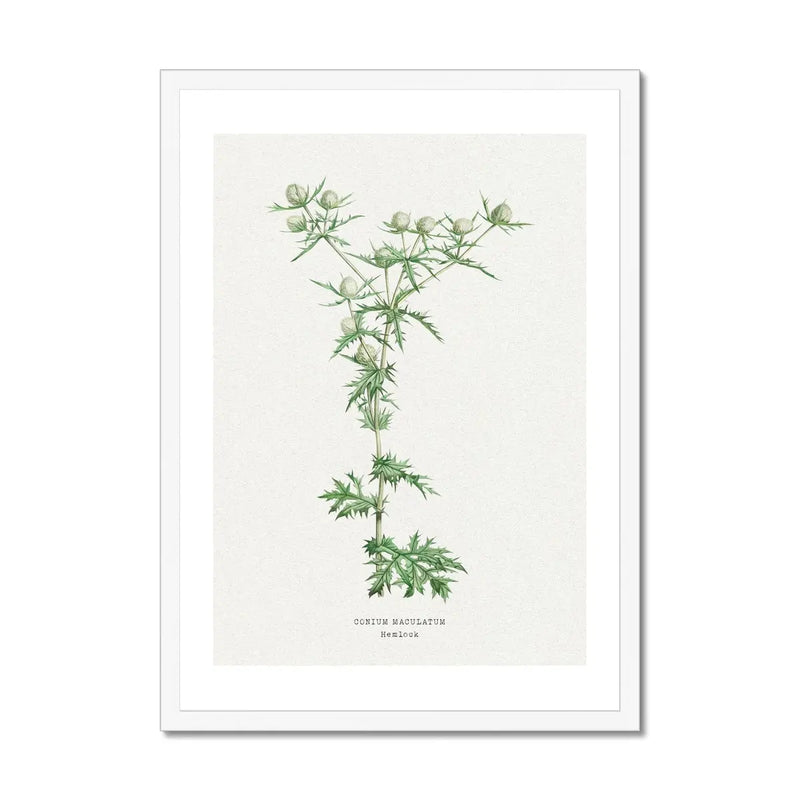Hemlock | Vintage Flower Print | Botanical Art - Framed
