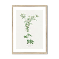 Hemlock | Vintage Flower Print | Botanical Art - Framed