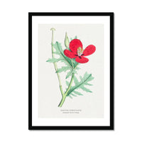 Horn Poppy Floral Painting | Vintage Flower Print | Botanical Art - Framed Wall Art