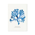 Indigo Seaweed Print Wall Art (Stalked Leaf Bearer) - Unframed Watercolour seaweed painting in blue - Beach House Art