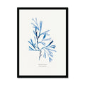 Indigo Seaweed Print Wall Art (Serrated Wrack) - Framed - Beach House Art