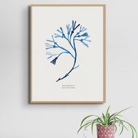 Indigo Seaweed Print Wall Art (Bladder Wrack) - Unframed - Beach House Art