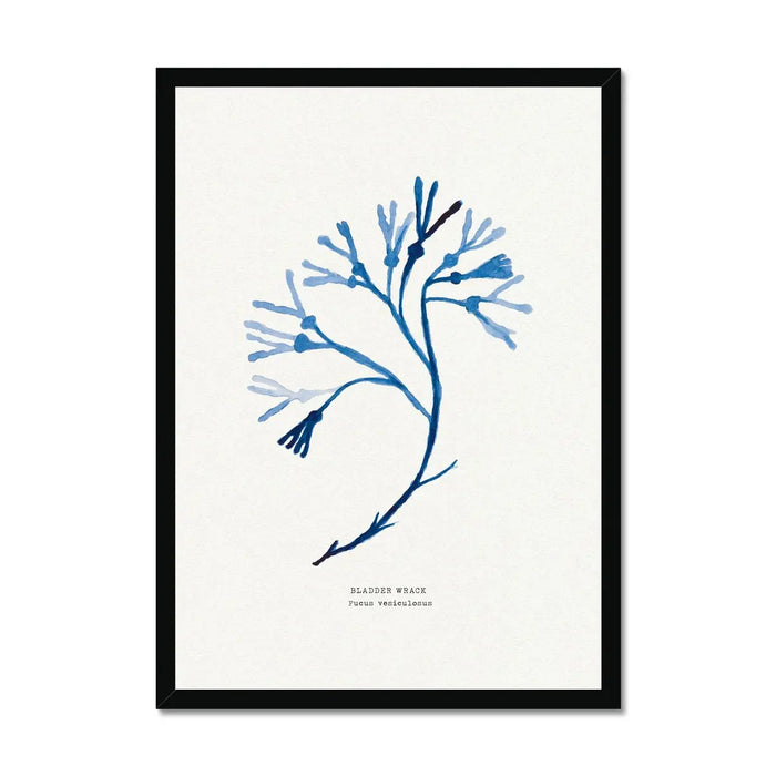 Bladder Wrack seaweed art print - indigo blue watercolour painting of British marine botanical framed with a black frame.