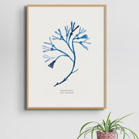 Indigo Seaweed Print Wall Art (Bladder Wrack) - Framed - Beach House Art