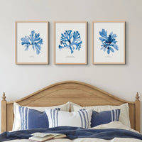 Indigo Seaweed Print Wall Art (Dulse No.1) - Framed - Beach House Art