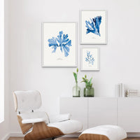 Indigo Seaweed Print Wall Art (Dulse No.2) - Framed - Beach House Art