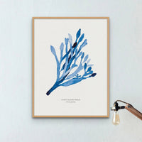 Indigo Seaweed Print Wall Art (Guiry's Bladder Wrack) - Framed - Beach House Art