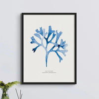 Indigo Seaweed Print Wall Art (Rosy Fan Weed) - Framed - Beach House Art