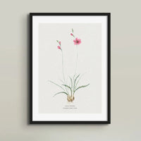 Ixia Curled Leaf | Vintage Flower Print | Botanical Art - Unframed