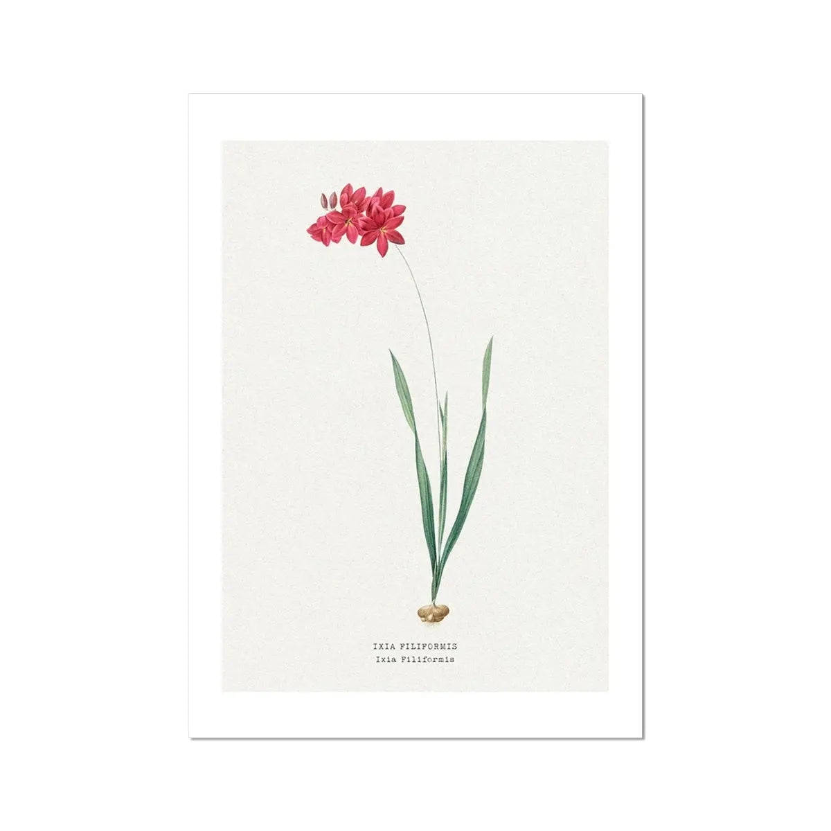 Ixia Filiformis | Vintage Flower Print | Botanical Art - Unframed