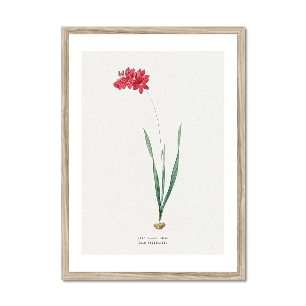 Ixia Filiformis | Vintage Flower Print | Botanical Art - Framed