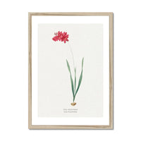 Ixia Filiformis | Vintage Flower Print | Botanical Art - Framed
