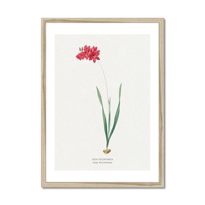 Ixia Filiformis | Vintage Flower Print | Botanical Art - Framed
