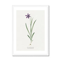 Ixia Grandiflora Floral Painting | Vintage Flower Print | Botanical Art - Framed Wall Art