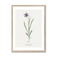 Ixia Grandiflora Floral Painting | Vintage Flower Print | Botanical Art - Framed Wall Art