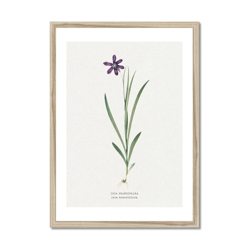 Ixia Grandiflora Floral Painting | Vintage Flower Print | Botanical Art - Framed Wall Art